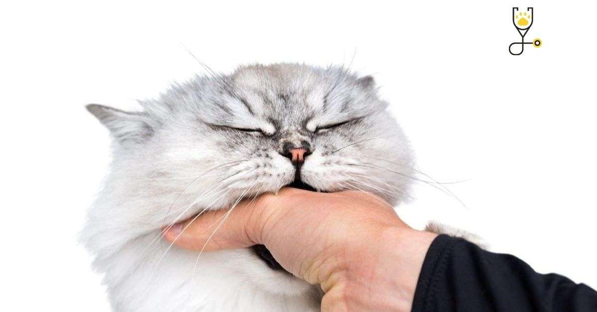 Why Does My Kitten Bite My Hand at Anthony Stops blog