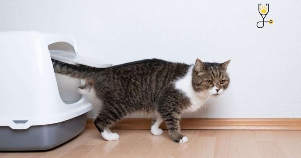 Why Does Your Cat Urinate/Defecate Outside the Litter Tray?