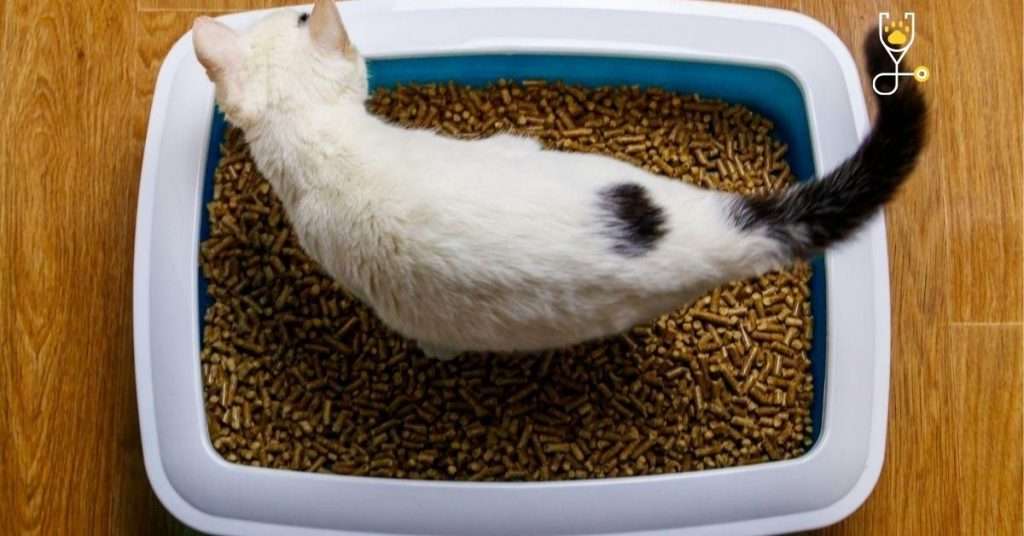 Why Does Your Cat Urinate/Defecate Outside the Litter Tray?