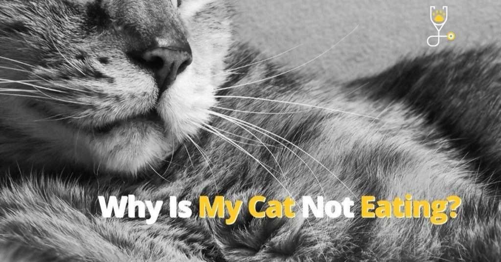 Why Is My Cat Not Eating?