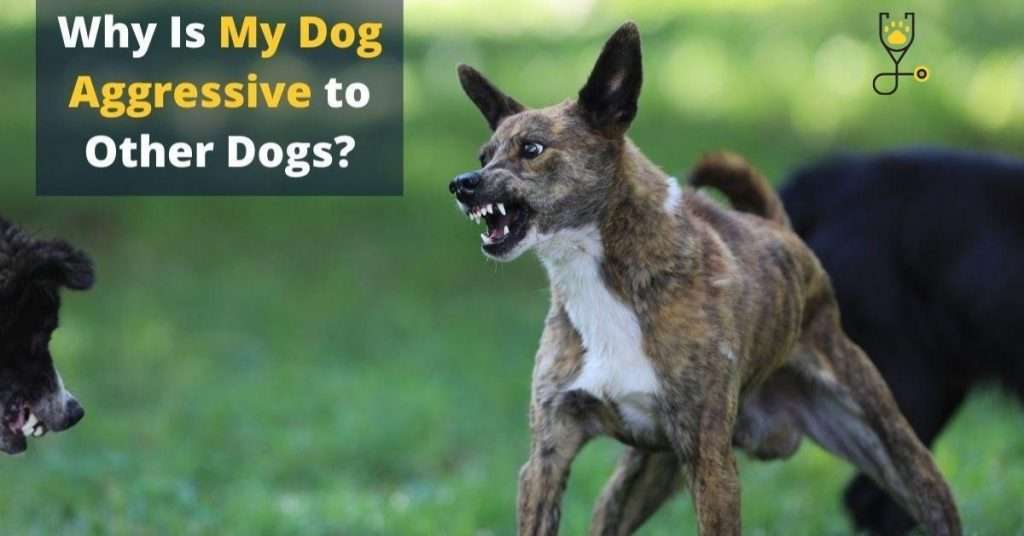 Why Is My Dog Aggressive to Other Dogs?