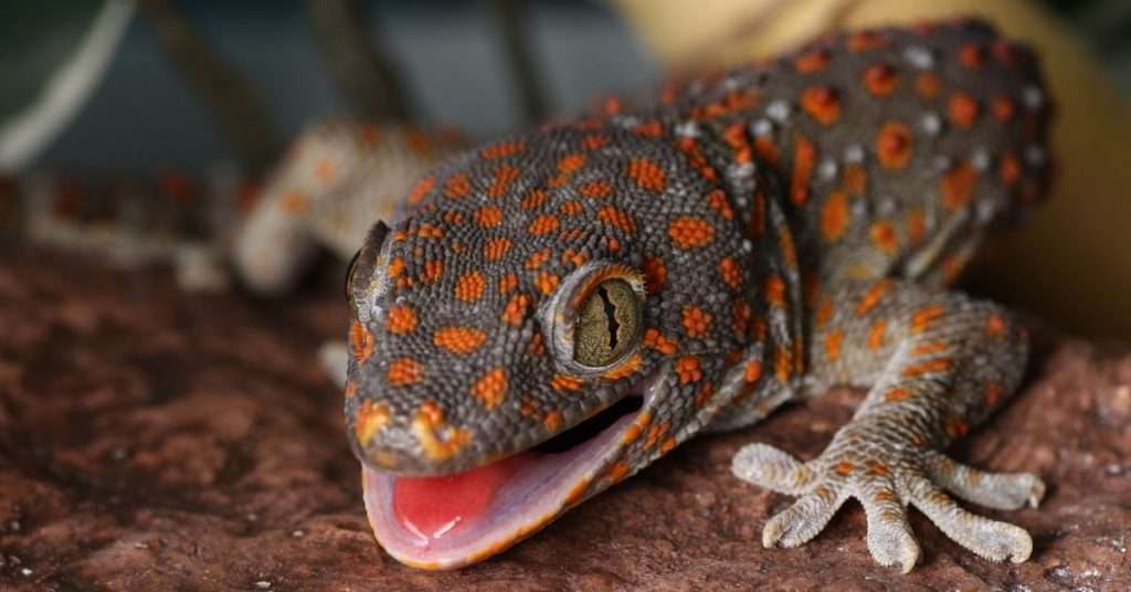 10 Exotic Pets That Are Legal in Indiana