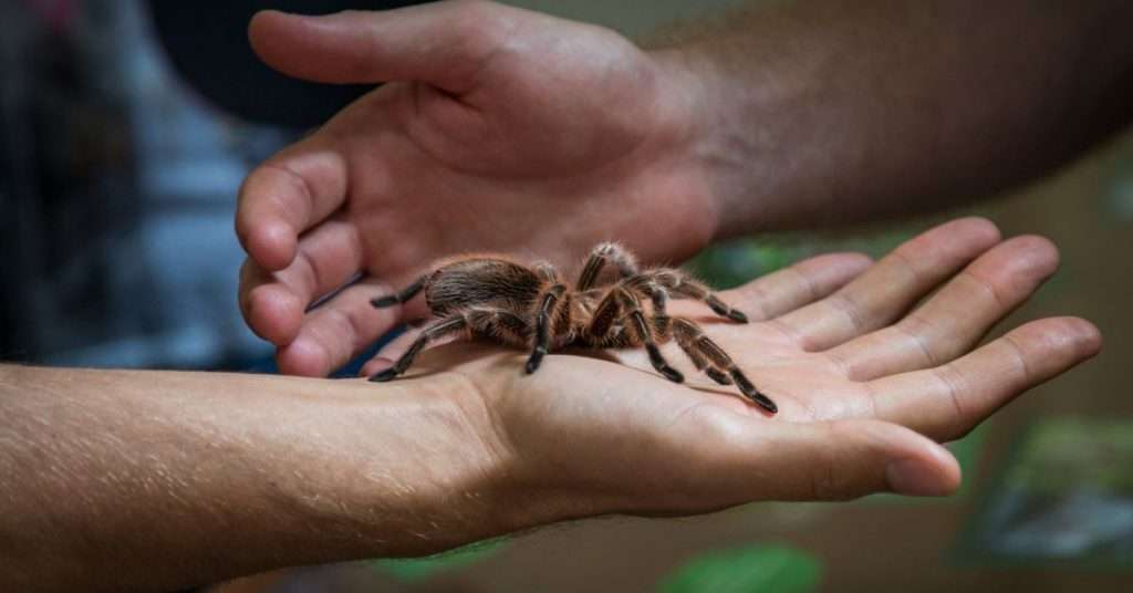 10 Exotic Pets That Are Legal in Indiana