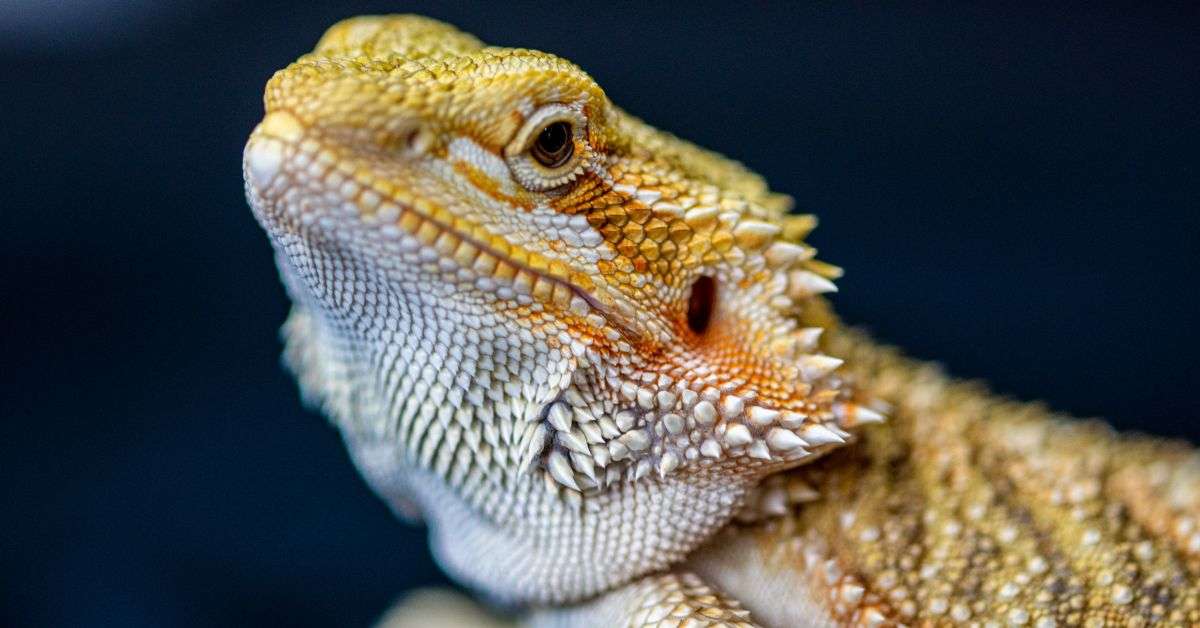 10 Exotic Pets You Can Own That Are Native To The United States ...