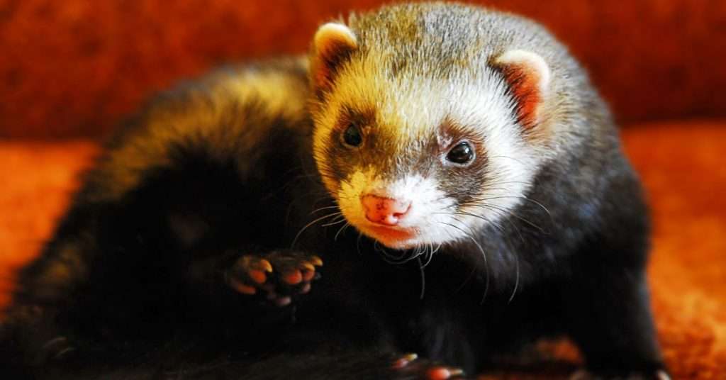 10 Pets That Look Like Rodents but Aren't