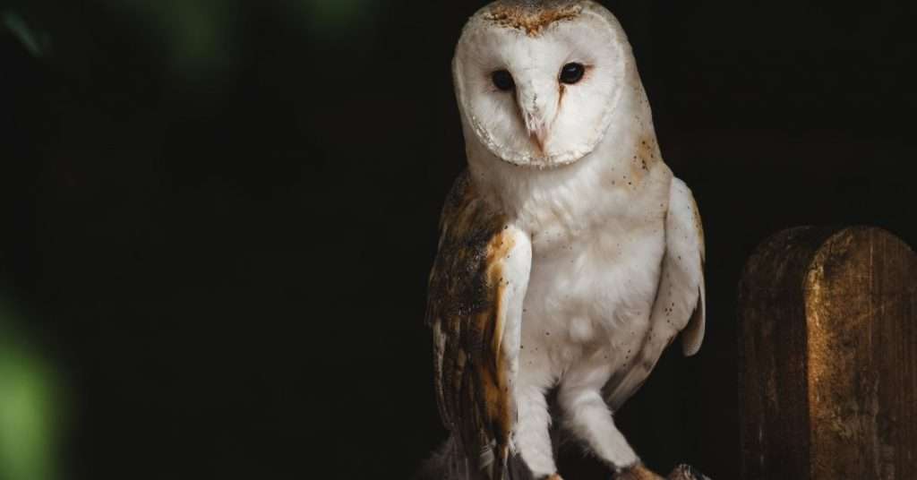 10 Reasons Owls Make Great Pets
