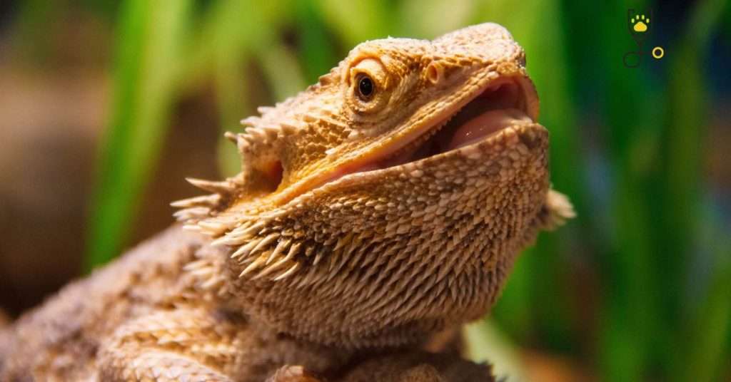 12 Exotic Pets That Are Legal in Arizona