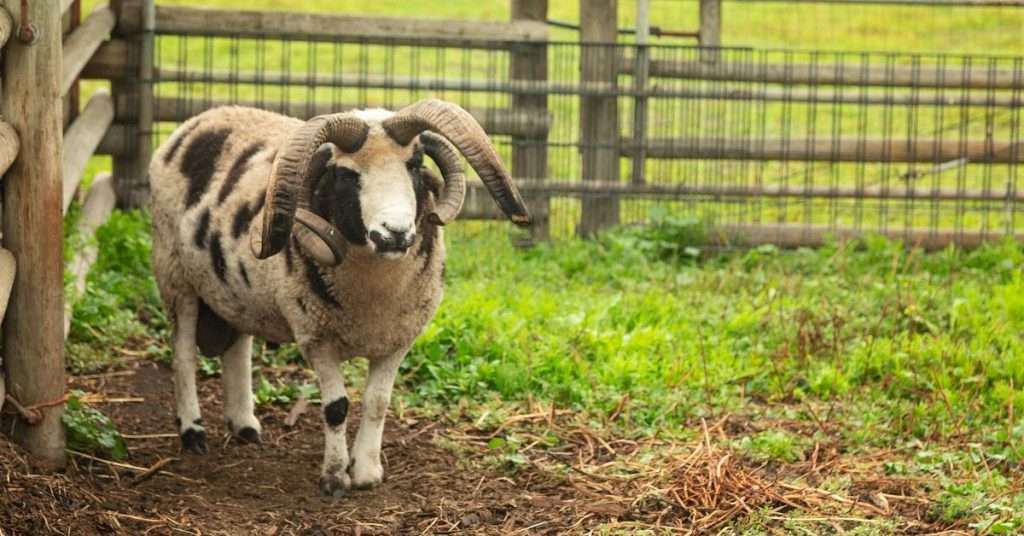 13 Best Sheep Breeds for Meat