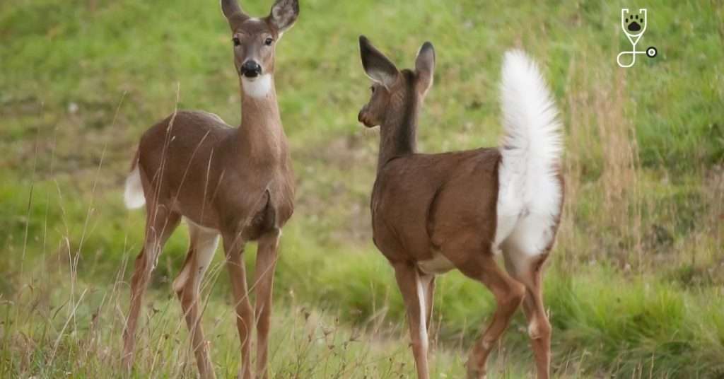 5 Deer Species That Are Kept as Pets