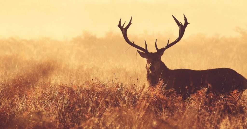 5 Deer Species That Are Kept as Pets