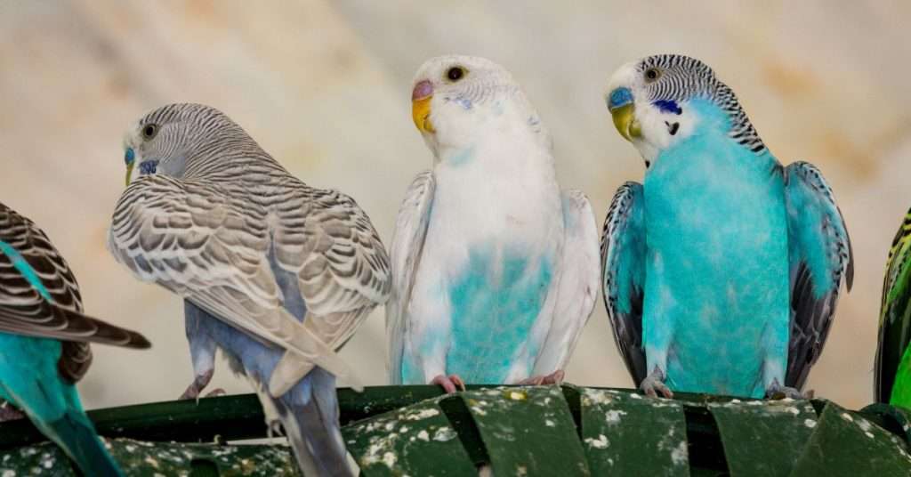 7 Things You Should Know Before Buying a Pet Bird