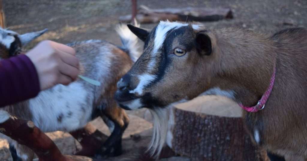 8 Best Dairy Goat Breeds: Goats for Milk