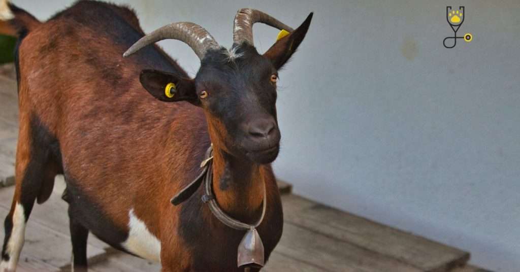 8 Best Dairy Goat Breeds: Goats for Milk