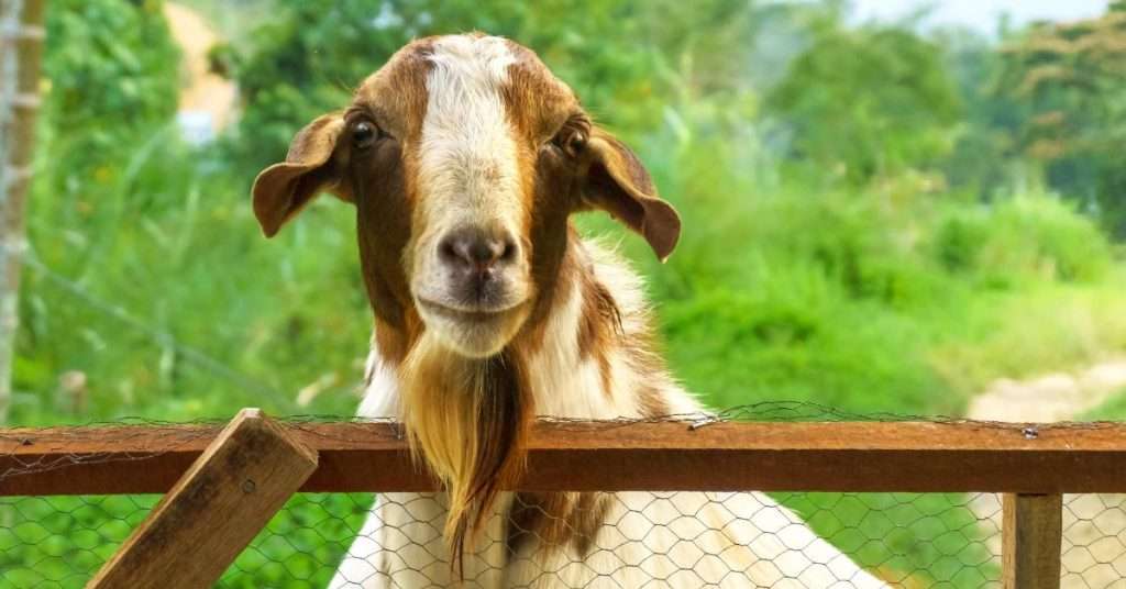 8 Best Dairy Goat Breeds: Goats for Milk