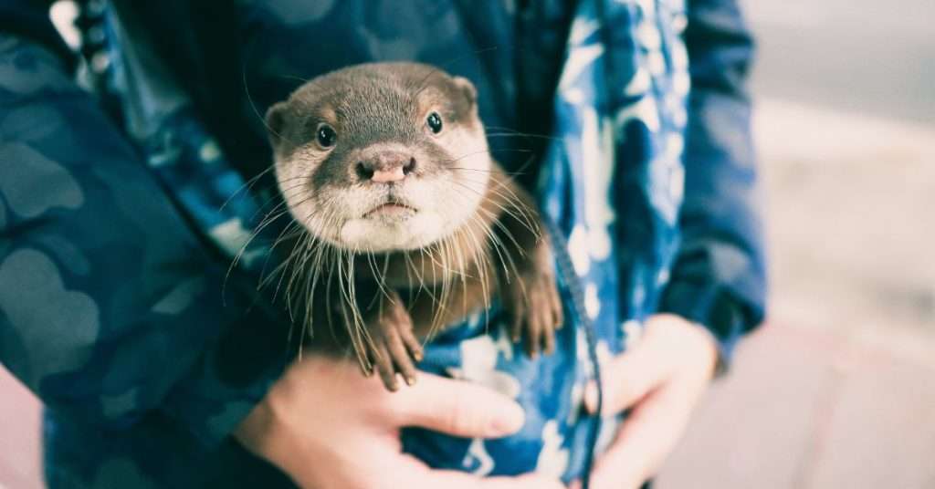 A Guide to Caring and Legally Owning for a Pet Otter