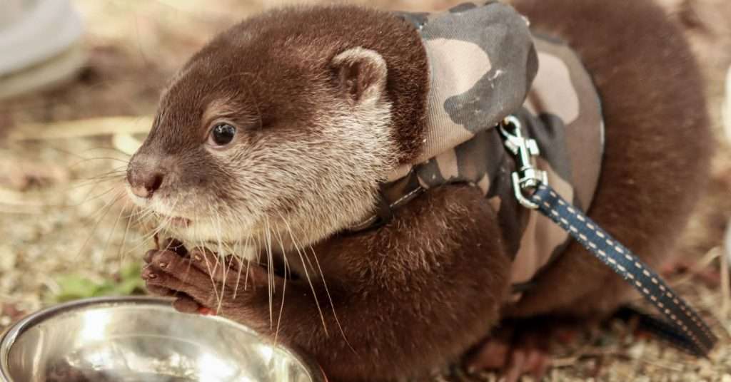 A Guide to Caring and Legally Owning for a Pet Otter