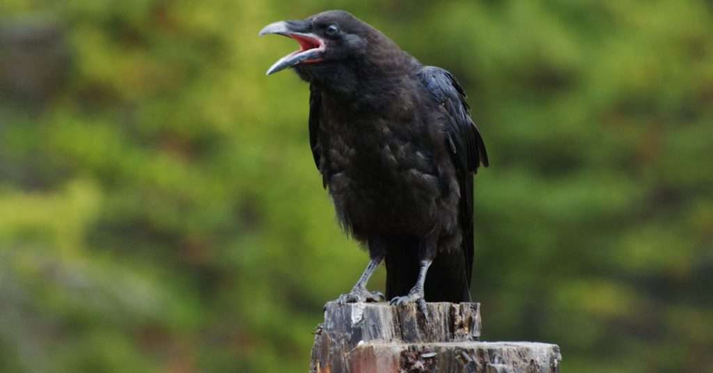 Can Crows Talk? And if So, What Are They Saying?
