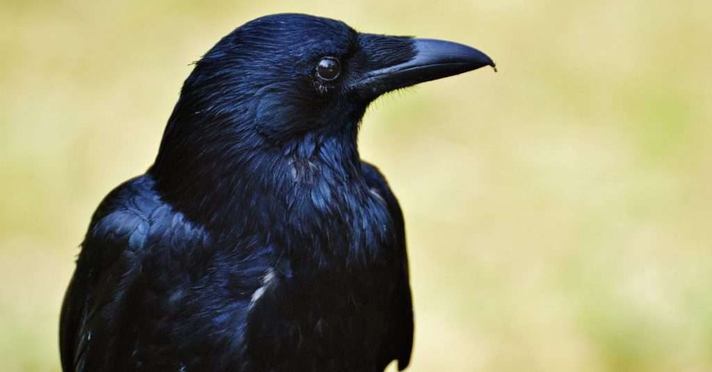 Can Crows Talk? And if So, What Are They Saying?
