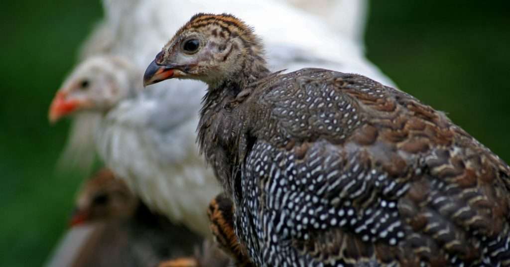 Can Guinea Fowl Are Helpful Exotic Pets