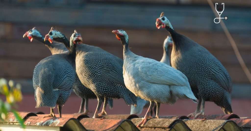 Can Guinea Fowl Are Helpful Exotic Pets\