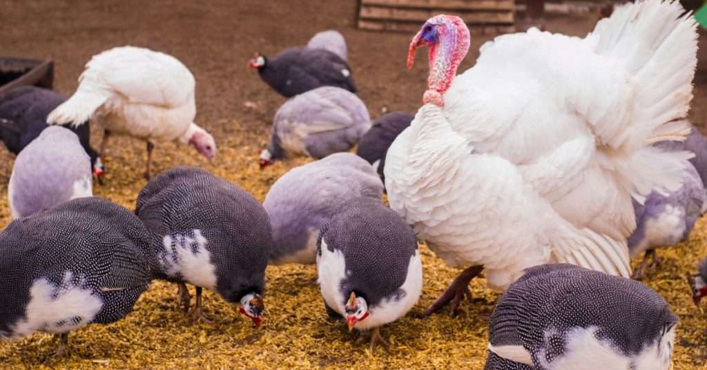 Can Guinea Fowl Are Helpful Exotic Pets
