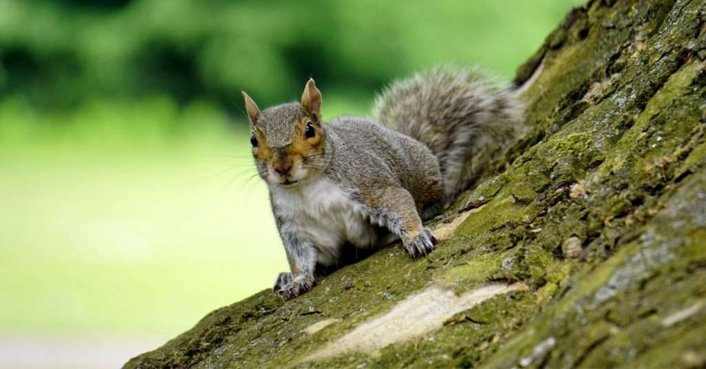 Can You Keep a Squirrel as a Pet?
