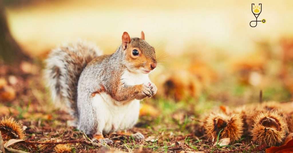 Can You Keep a Squirrel as a Pet?