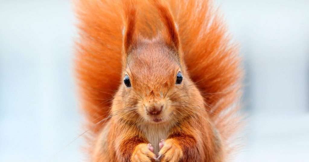 Can You Keep a Squirrel as a Pet?