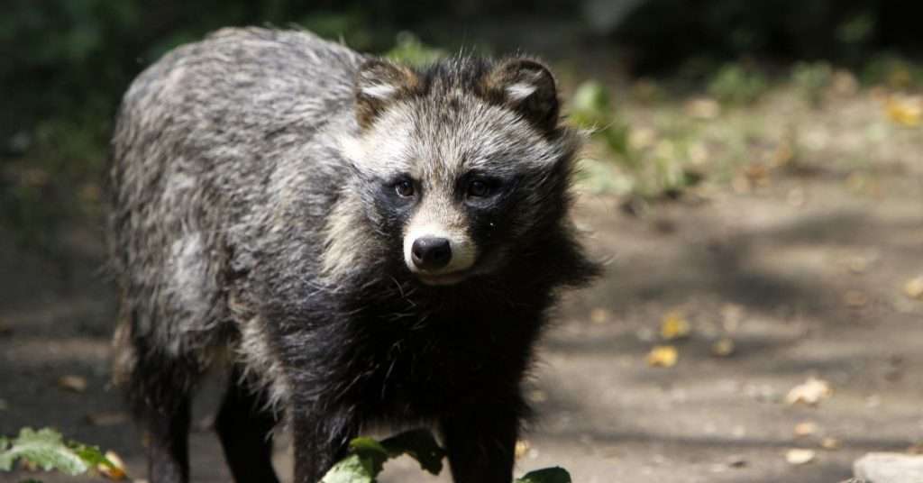 Can You Own a Raccoon Dog as a Pet?