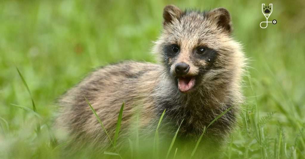 Can You Own a Raccoon Dog as a Pet?