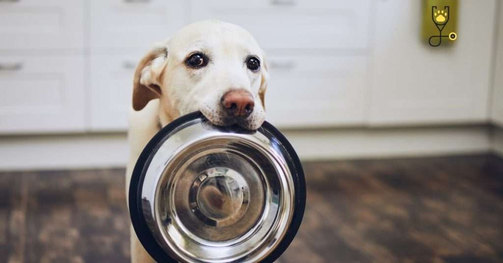 Common Causes of Diarrhea in Dogs: Change of Diet
