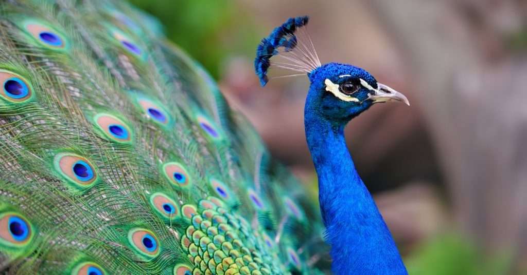 Everything You Need to Know About Pet Peacocks