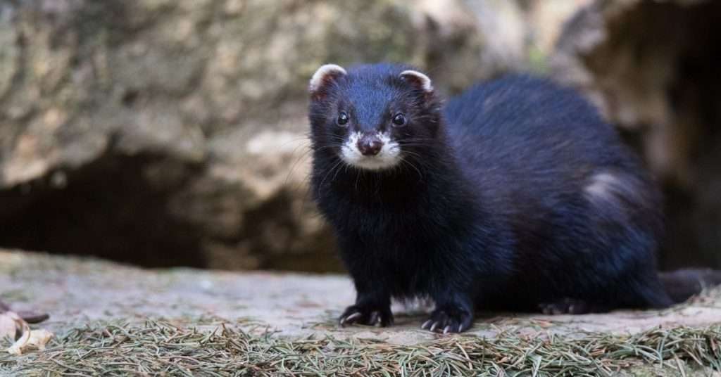 Ferrets and Waardenburg Syndrome: