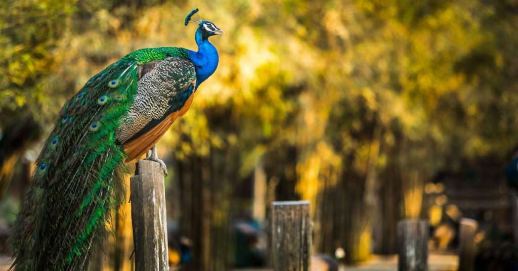 How Feral Peacocks Stay Alive in Urban Neighborhoods