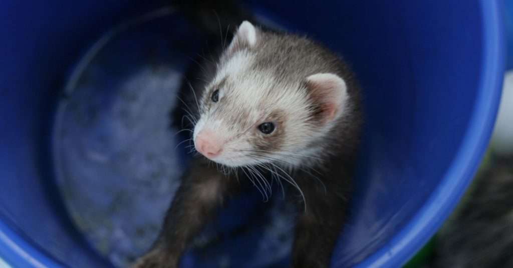 How to Bathe and Groom Your Ferret
