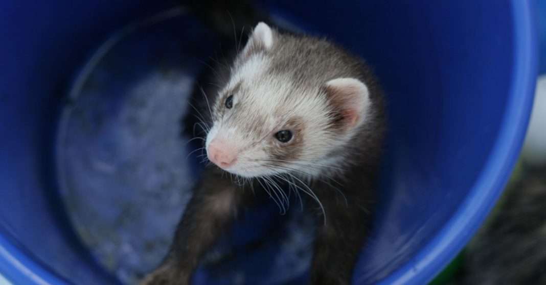 How To Bathe And Groom Your Ferret Veterinary Articles