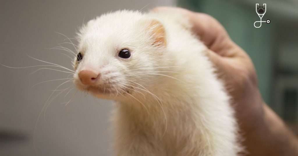 How to Bathe and Groom Your Ferret