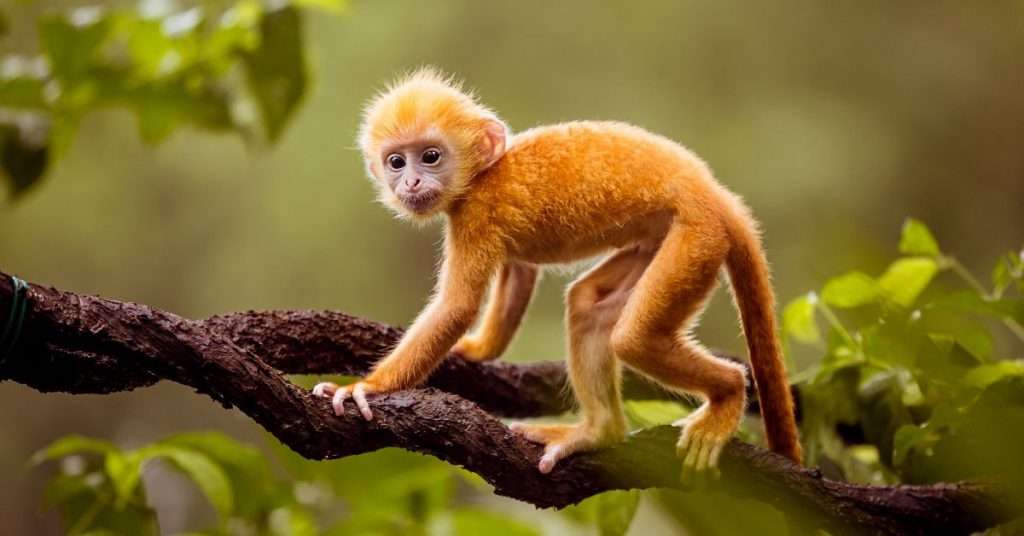 Do Finger Monkeys Make Good Pets?