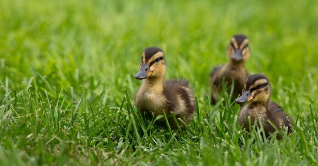 How to Feed, Raise and Care for Baby Ducks