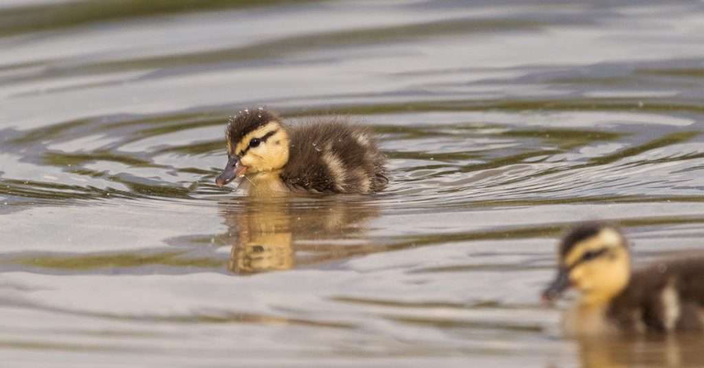 How to Feed, Raise and Care for Baby Ducks
