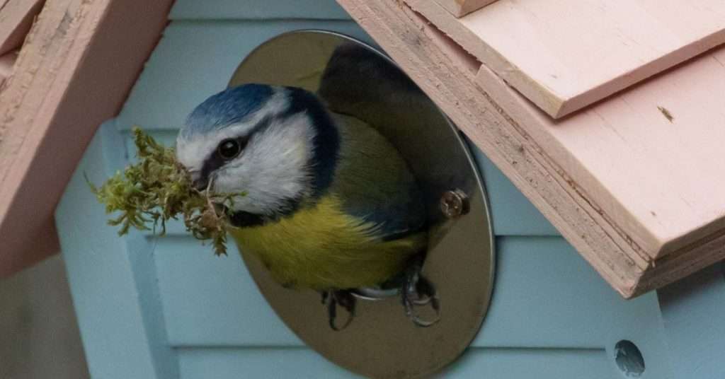 How to Get Wild Birds Like Blue Tits to Nest in the Garden