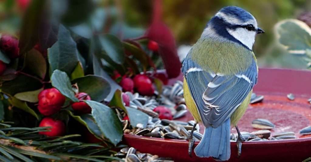 How to Get Wild Birds Like Blue Tits to Nest in the Garden