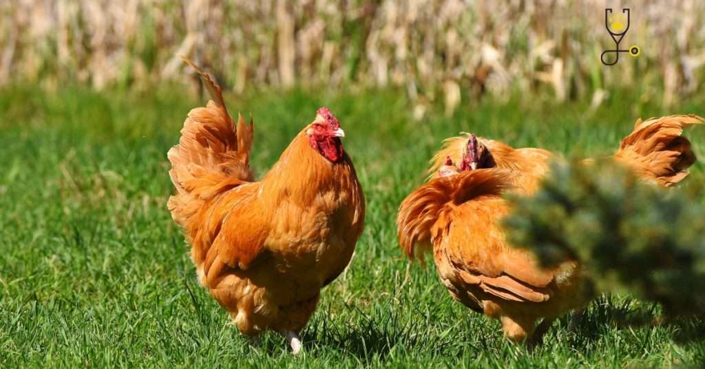 How to Hold Free-Range Chickens Out of Your Garden