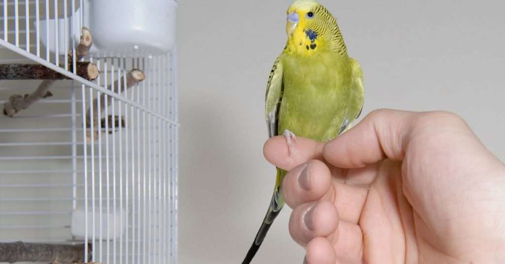 How to Make a Budgie Live Longer