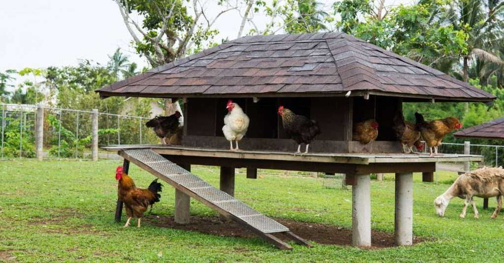 How to Prepare Your Chicken Coop for Bad Weather