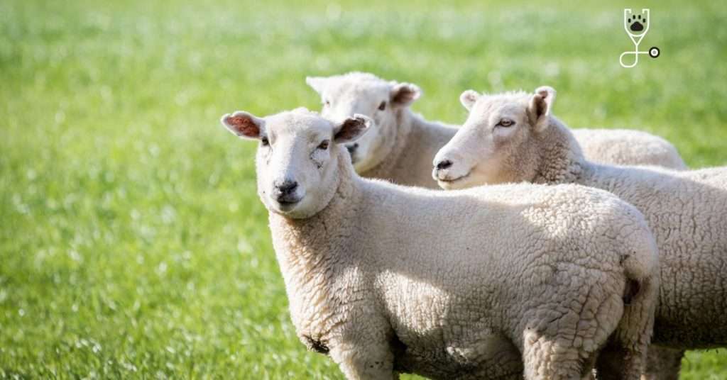 I Like Wool Sweaters, but Are They Ethical?