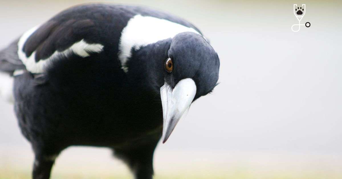 Ravens, Magpies, And Crows: The Smartest Birds| Veterinary Articles