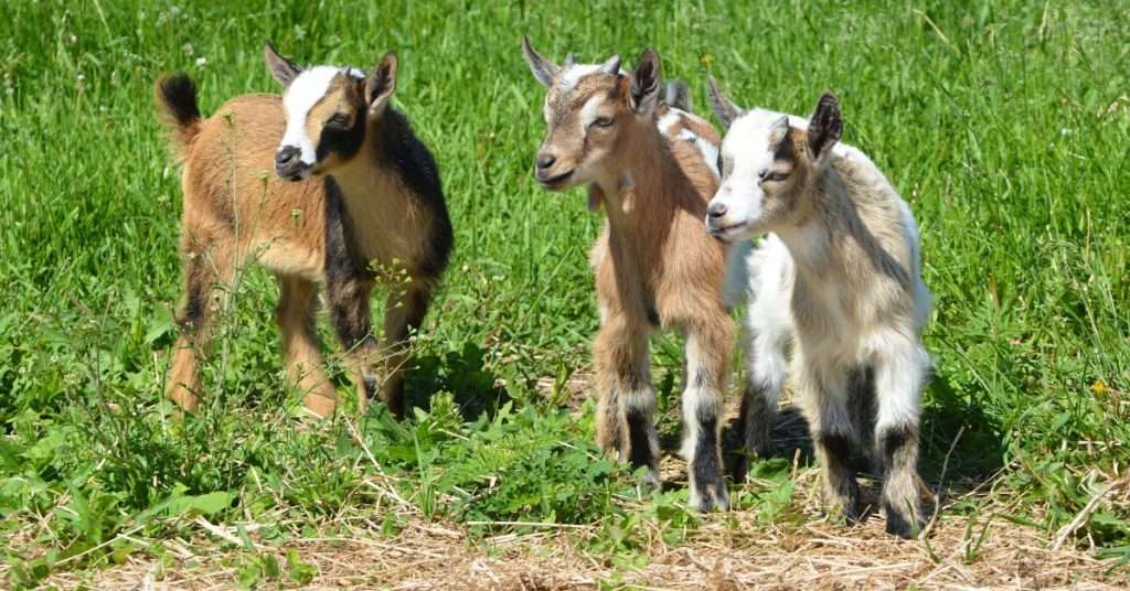 The Pros and Cons of Bottle-Feeding a Baby Goat