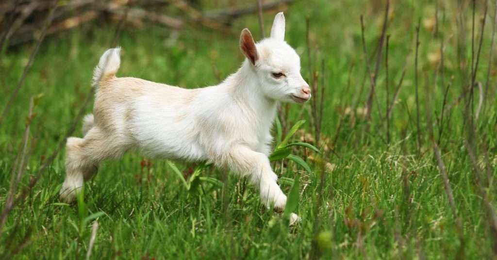 The Pros and Cons of Bottle-Feeding a Baby Goat