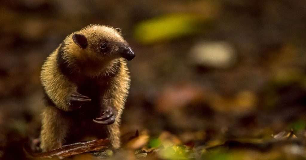 ﻿The Tamandua: A Special Anteater and a Unique Pet